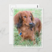 龍髪ダシュント葉書 ポストカード (正面/裏面)