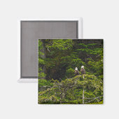 2羽の鷲がとまる絵画風デザイン マグネット (正面/裏面)