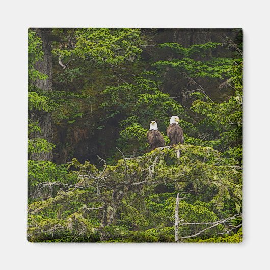 2羽の鷲がとまる絵画風デザイン マグネット (正面)