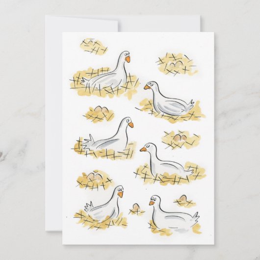 ６羽の雌ガモが産卵中 招待状 (正面)