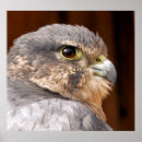 鳥 ポスター 野鳥を検索する