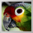 多彩 ポスター 動物を検索する