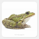 野性 生物 ギフト ラッピング 動物を検索する