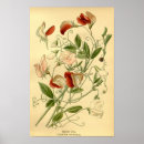 スイートピー アート すべての人を検索する