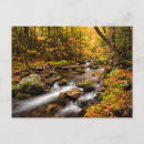 fall ポストカード Forestを検索する