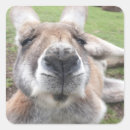 野生 カンガルー ンガルー ガルー ルー シール かわいいを検索する