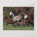 馬 走る ポストカード Langrishボブを検索する