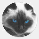 シャム 猫 シール 猫好きを検索する