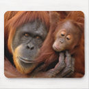 オランウータン エレクトロニクス 野性生物を検索する