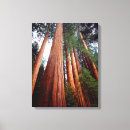 セコイア 木 アート カリフォルニアを検索する