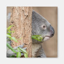 marsupial マグネット 自然を検索する