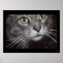 クローズアップ ポスター 猫を検索する