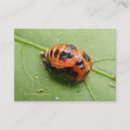 カブトムシ 名刺 てんとう虫を検索する