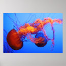 くらげ ポスター 海洋を検索する