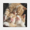 cuteness マグネット 猫を検索する