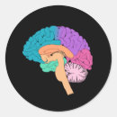 神経 科学 シール 脳を検索する