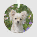 チワワ 犬 クリスマス デコレーション 子犬を検索する