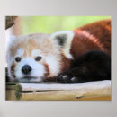 かわいい パンダ ポスター 動物園を検索する