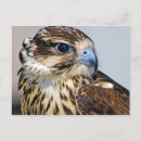 鳥 ポストカード ホークを検索する