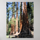 セコイア 木 アート 写真を検索する