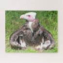 野鳥 パズル 写真を検索する