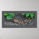 chipmunk ポスター 動物を検索する