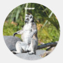 猿 シール Lemurを検索する