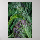 キャベツ アート あらゆる人を検索する