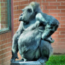 ゴリラ リラ カード 男性を検索する