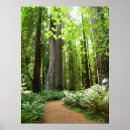 セコイア 木 アート レッドウッドを検索する