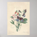 スイートピー アート ヴィンテージを検索する