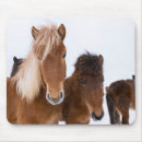 horse マウスパッド Martin zwickを検索する