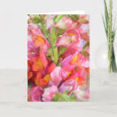 snapdragons すべての人を検索する