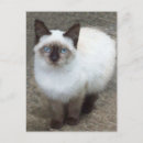 シャム 猫 ポストカード 葉書を検索する