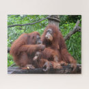 シンガポール パズル オランウータンを検索する