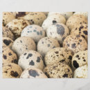 オーガニック フライヤー 食物を検索する