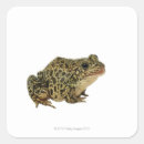 野性 生物 ギフト ラッピング 貝を検索する