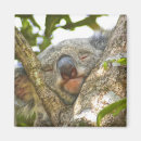 marsupial マグネット 野性生物を検索する