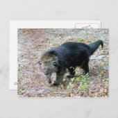 003弱虫 ポストカード (正面/裏面)