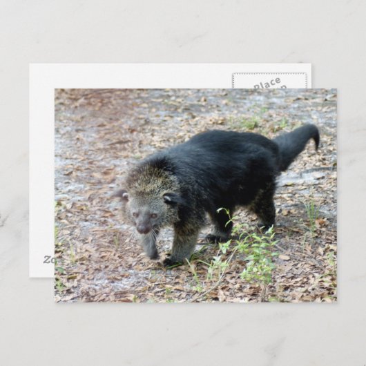 003弱虫 ポストカード (正面/裏面)