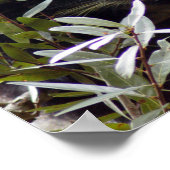 005ベアーキャット ポスター (角)