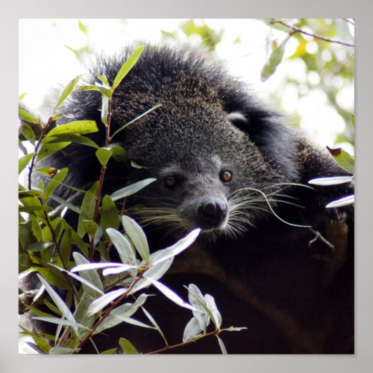 005ベアーキャット ポスター (正面)