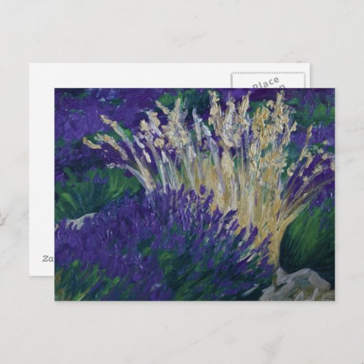 0071-le champ de lavande ポストカード (正面/裏面)