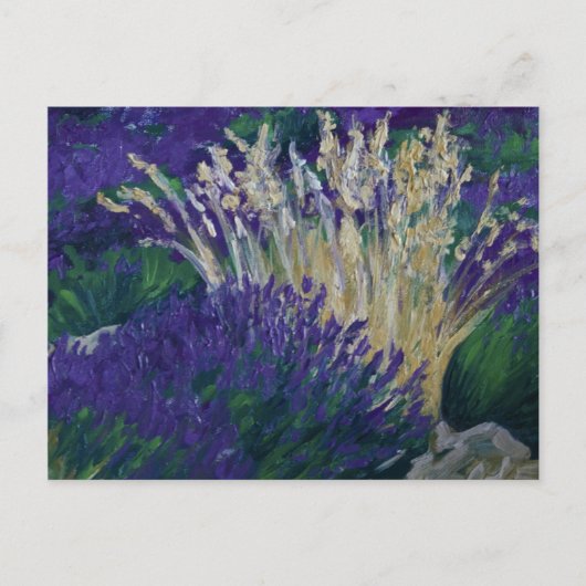 0071-le champ de lavande ポストカード (正面)