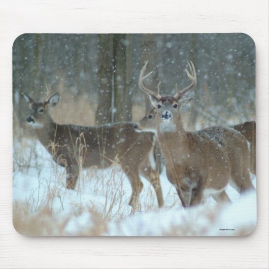 011110 57 AMP マウスパッド (正面)