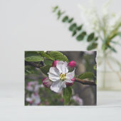 03 ヴァージニア州ウィンチェスターのリンゴの花 ポストカード (スタンド正面)