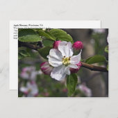 03 ヴァージニア州ウィンチェスターのリンゴの花 ポストカード (正面/裏面)