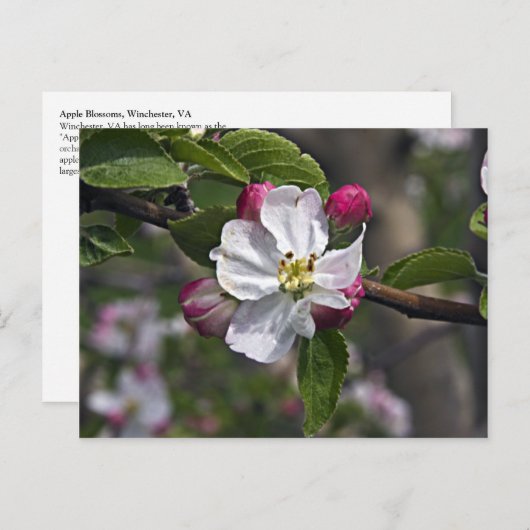 03 ヴァージニア州ウィンチェスターのリンゴの花 ポストカード (正面/裏面)