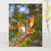 040ブルーバードの求愛大きいカード8.5x11マット カード (黄色い花)