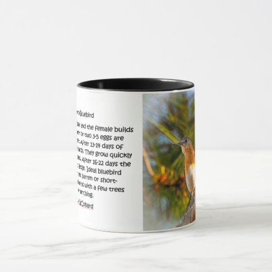040羽のブルーバードの求愛11のozのクラシックのマグ マグカップ (中央)